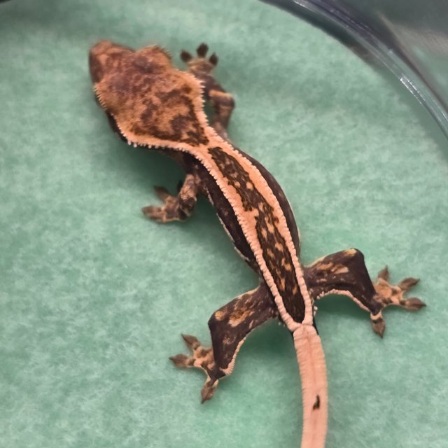 쿼드 핀스트라이프 엠티백