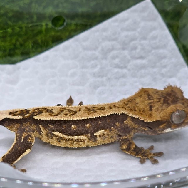 100%헷아잔틱 엠티백 핀스트라이프 쿼드