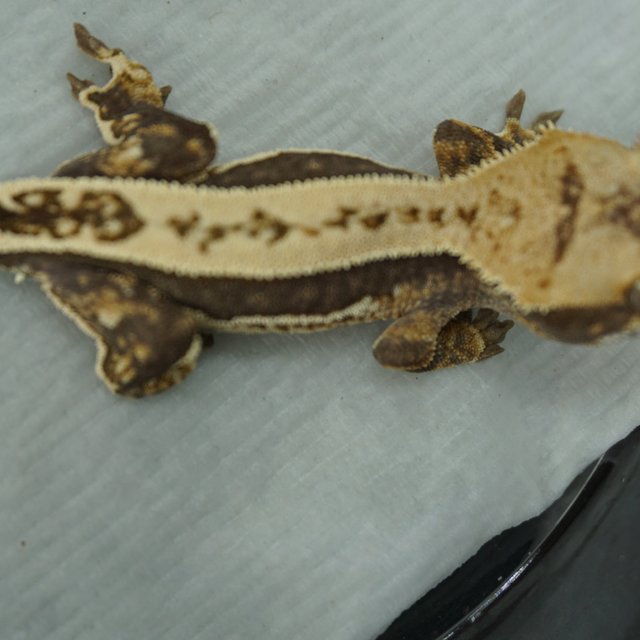 100%헷아잔틱 쿼드 핀스트라이프