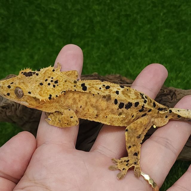 달마시안