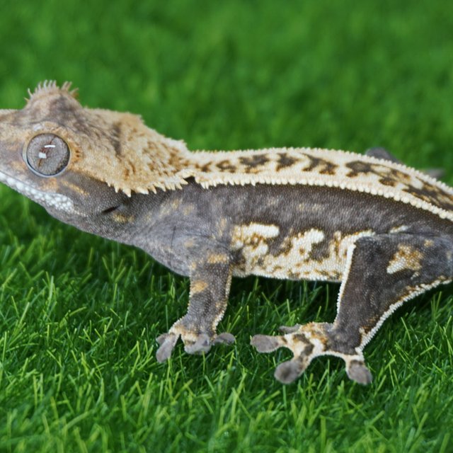 100%헷아잔틱 쿼드 핀스트라이프 풀핀