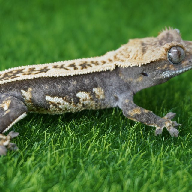 100%헷아잔틱 쿼드 핀스트라이프 풀핀