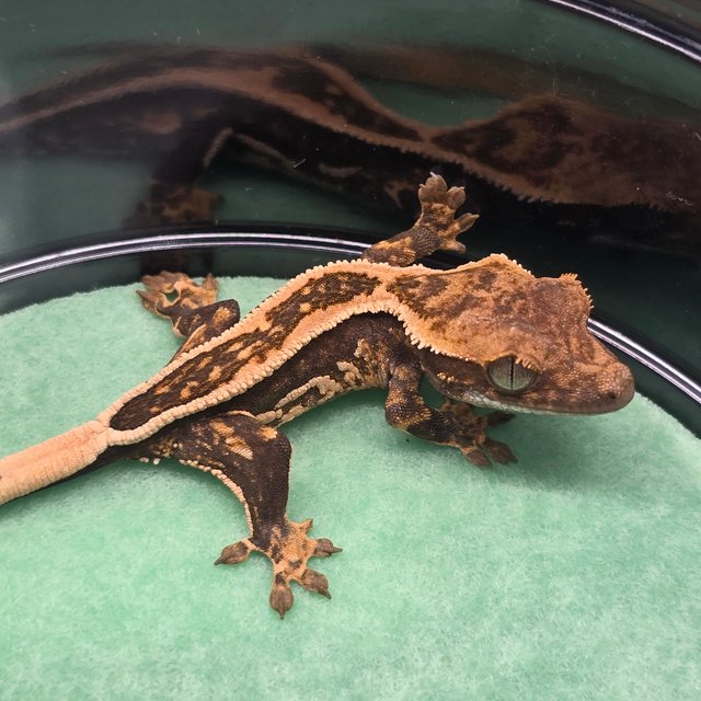 쿼드 핀스트라이프 엠티백