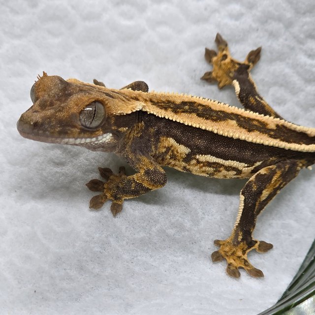 엠티백 쿼드 핀스트라이프