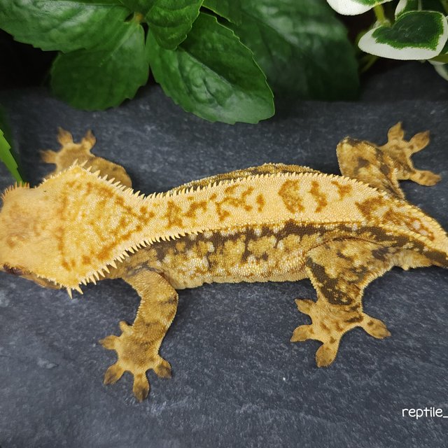 핀스트라이프 트라이