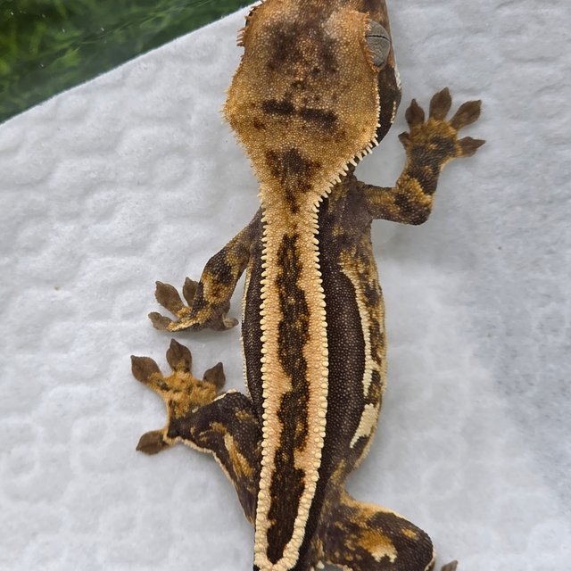 엠티백 쿼드 핀스트라이프