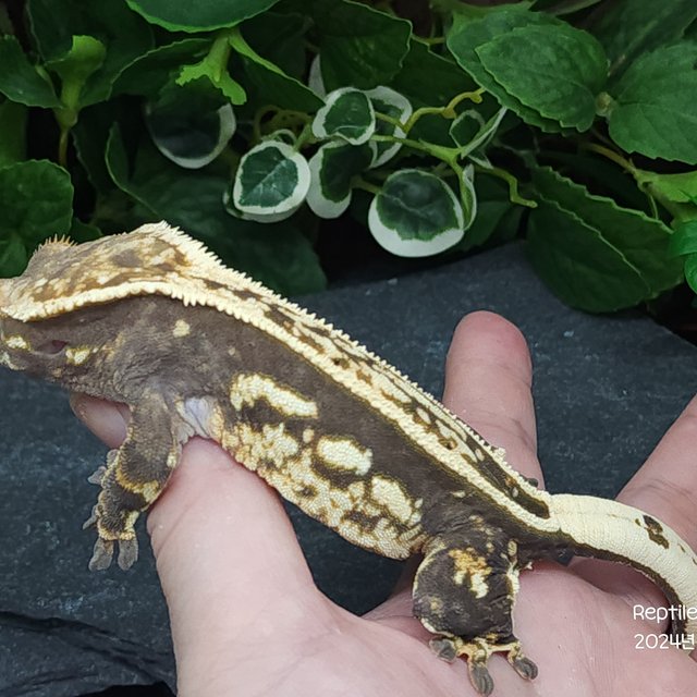 엠티백 쿼드 핀스트라이프