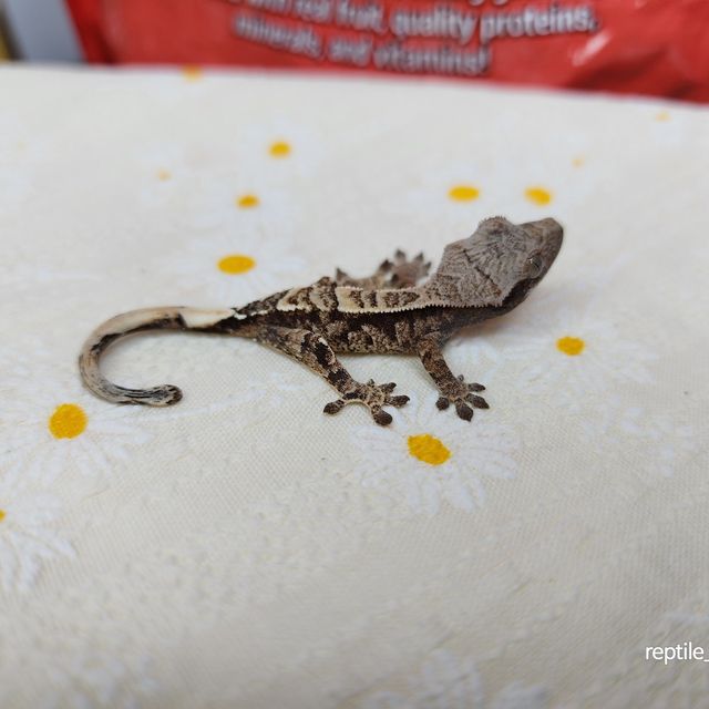 카푸치노