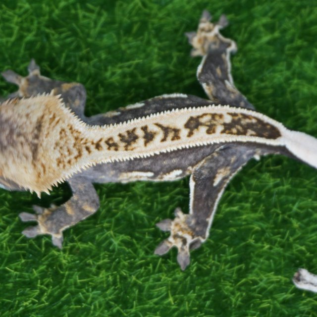 100%헷아잔틱 쿼드 핀스트라이프 풀핀