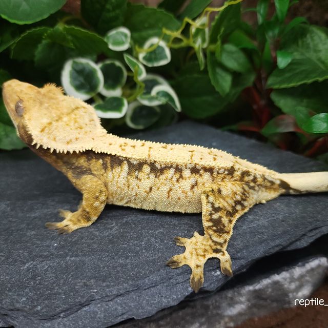 트라이