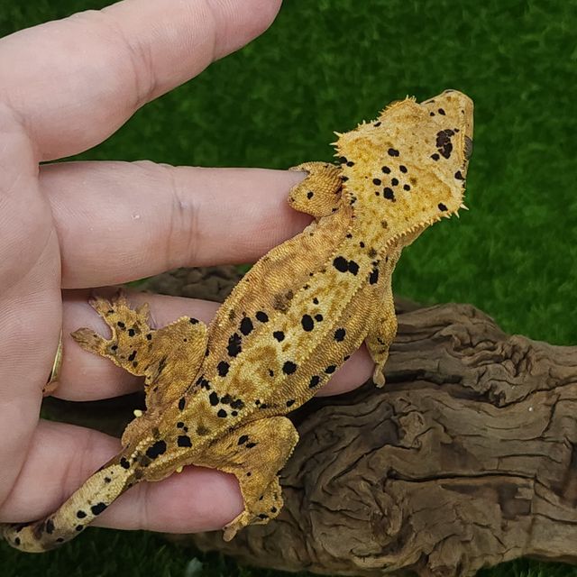 달마시안