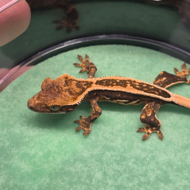 쿼드 핀스트라이프 엠티백