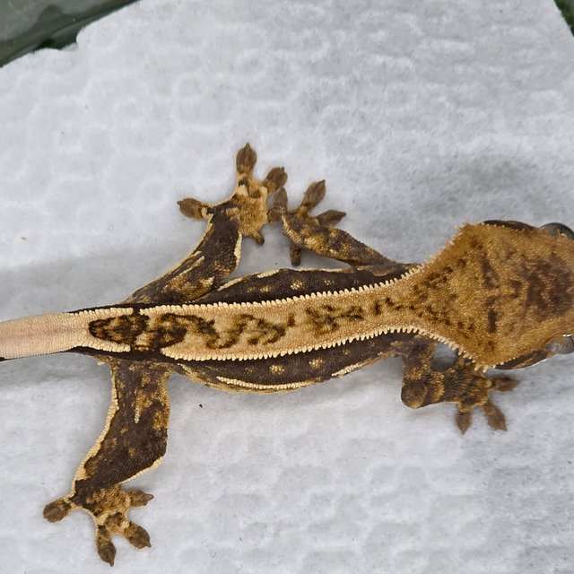 100%헷아잔틱 엠티백 핀스트라이프 쿼드