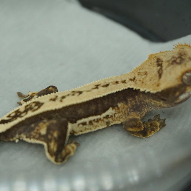 100%헷아잔틱 쿼드 핀스트라이프