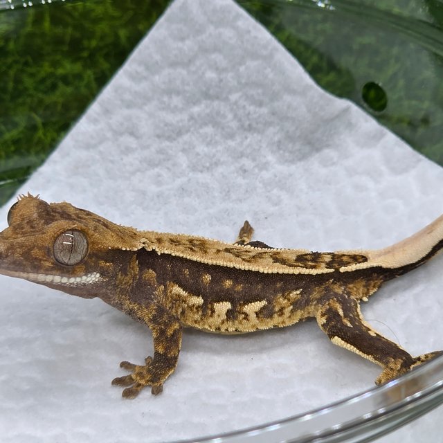 100%헷아잔틱 엠티백 핀스트라이프 쿼드