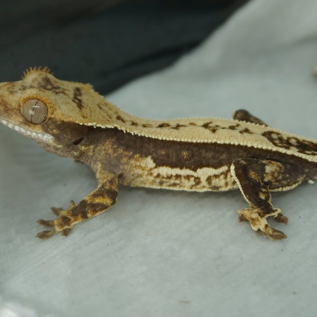 100%헷아잔틱 쿼드 핀스트라이프