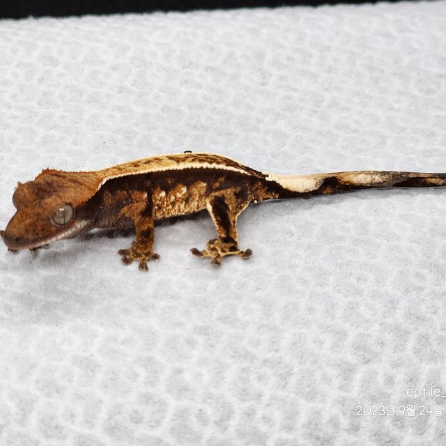 카푸치노