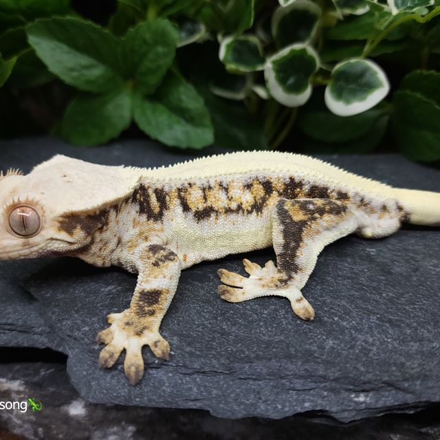 릴리화이트 트라이
