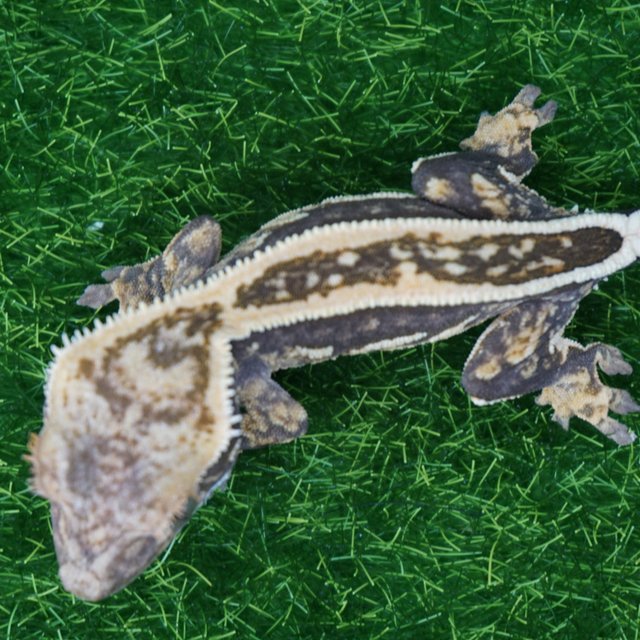 쿼드 풀핀 핀스트라이프 엠티백