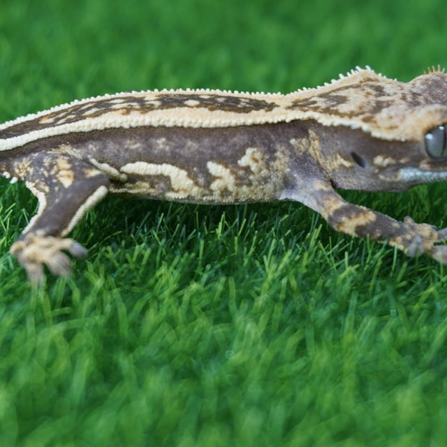 쿼드 풀핀 핀스트라이프 엠티백