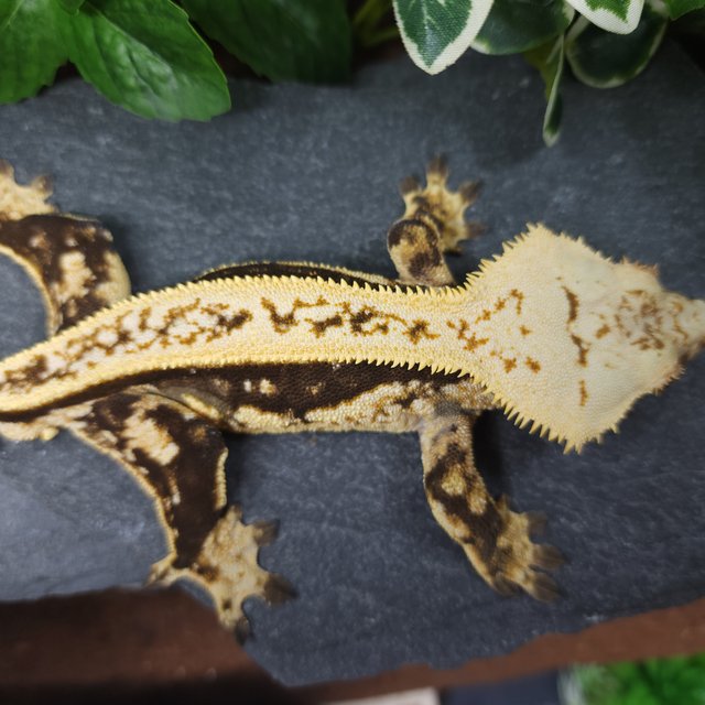 엠티백 쿼드 핀스트라이프