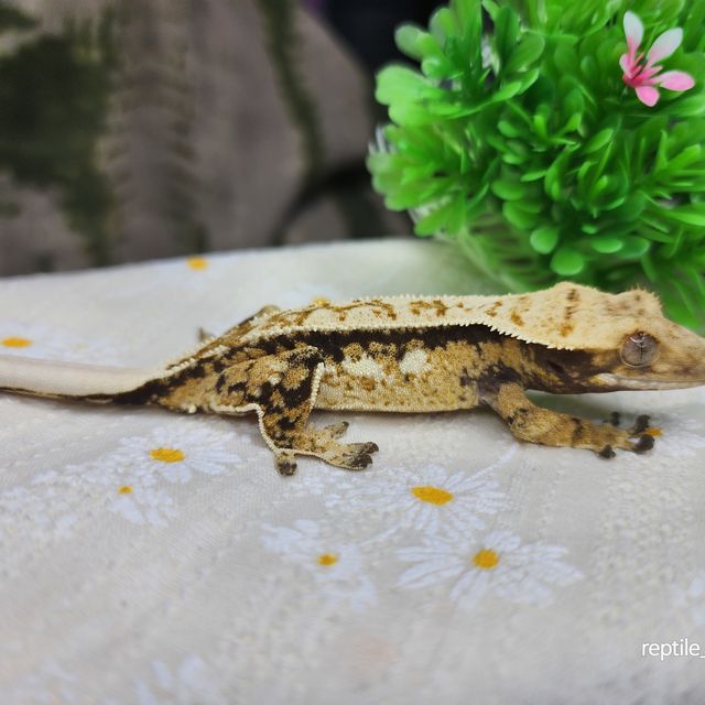 노멀 트라이 핀스트라이프