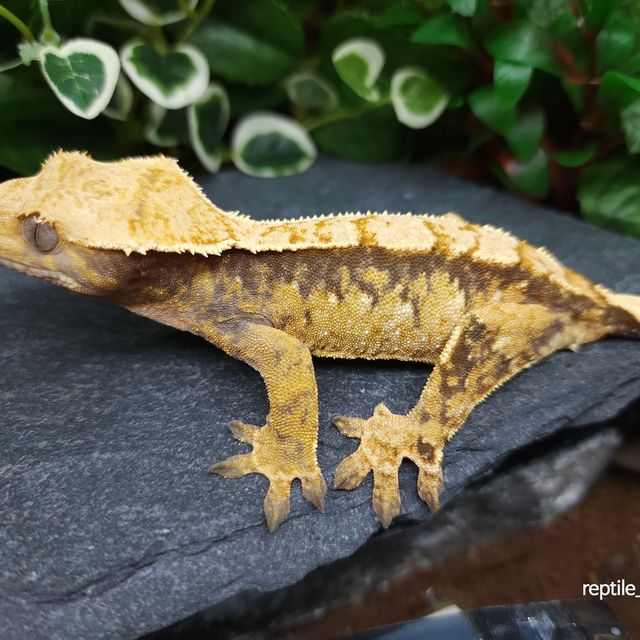 트라이
