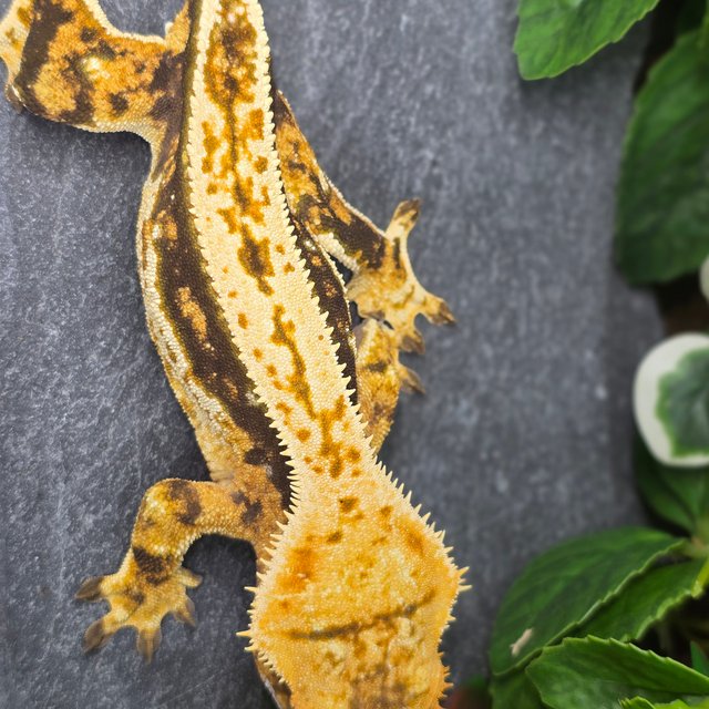 쿼드 핀스트라이프