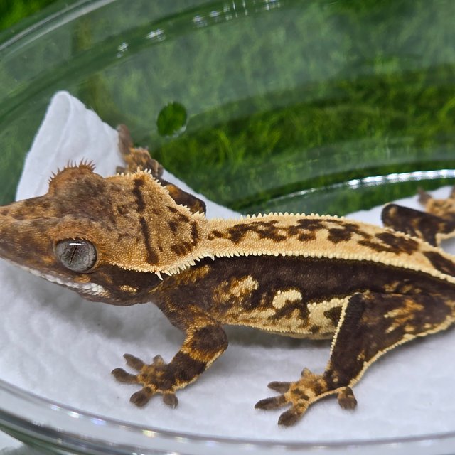 엠티백 쿼드 핀스트라이프