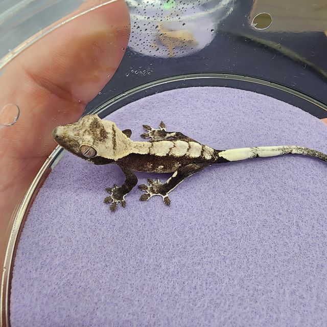아잔틱