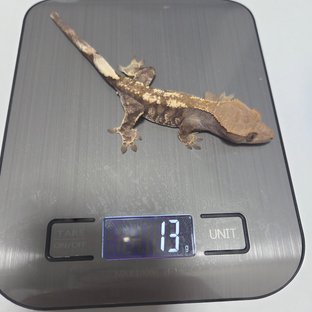 카푸치노