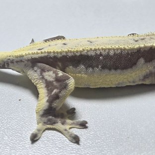 헤리