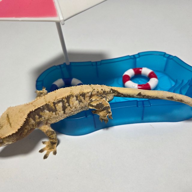 트라이 익스트림할리퀸