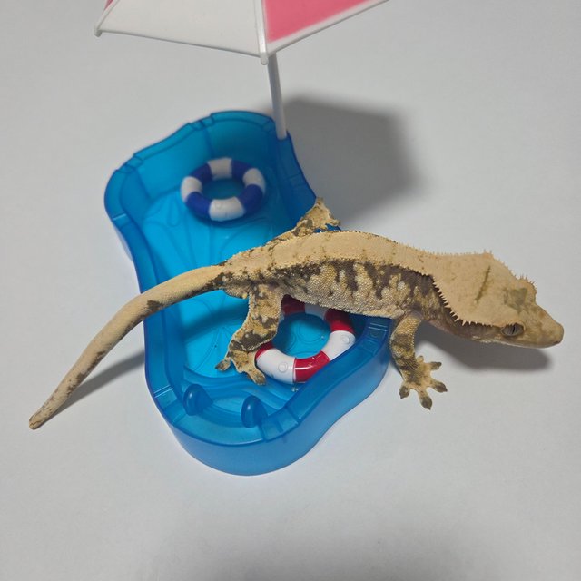 트라이 익스트림할리퀸