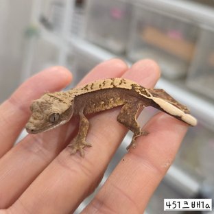 451 크배1a