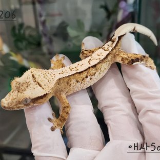 크림시클 익스트림할리퀸 핀스트라이프