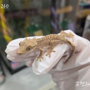 달마시안 슈퍼달마시안