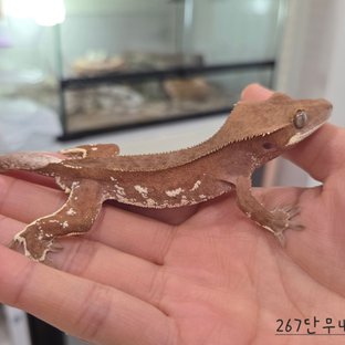 267단무4b