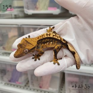 트라이 익스트림할리퀸 핀스트라이프 다크 텐저린