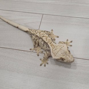 신데렐라