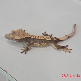 283 모스1a