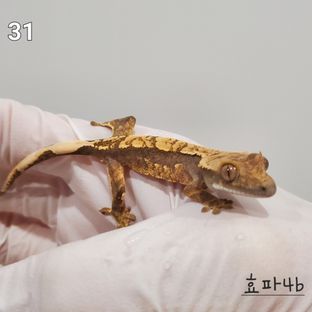 효x파4b