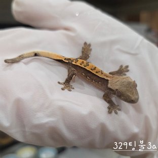 트라이 익스트림할리퀸