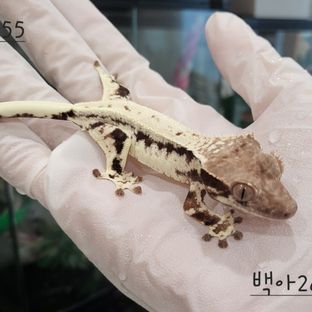 프라푸치노