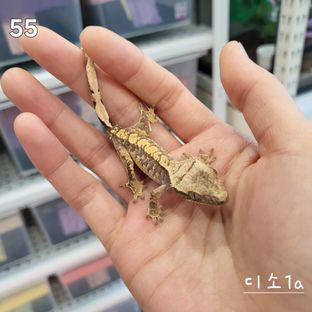 디소1a