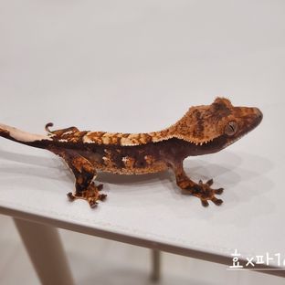 효x파1b