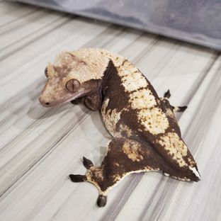 효리