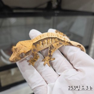 트라이 익스트림할리퀸 핀스트라이프