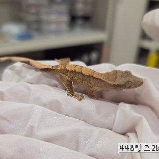 448팅크2b