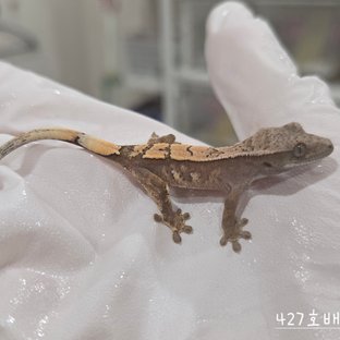 427호배2b